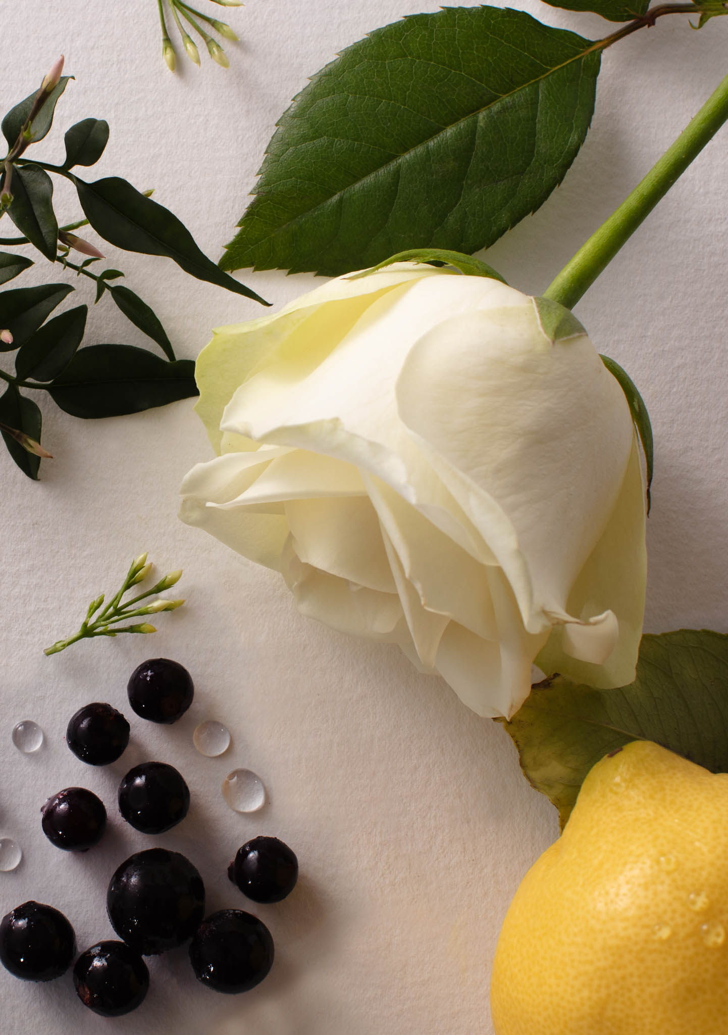 Perfume Notes: Understanding Scents from Top to Base