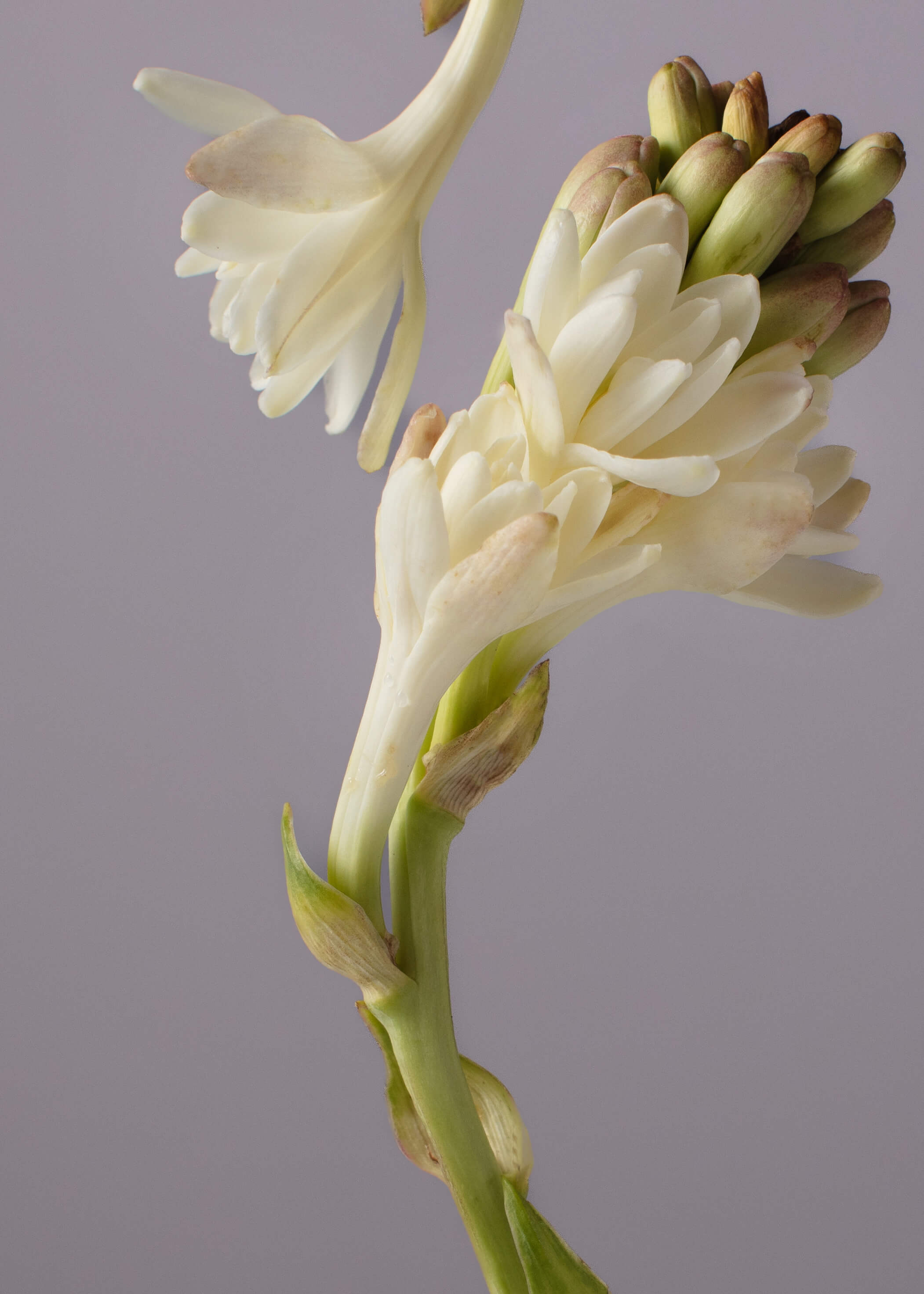 Everything You Need To Know: Long-Lasting Fragrance