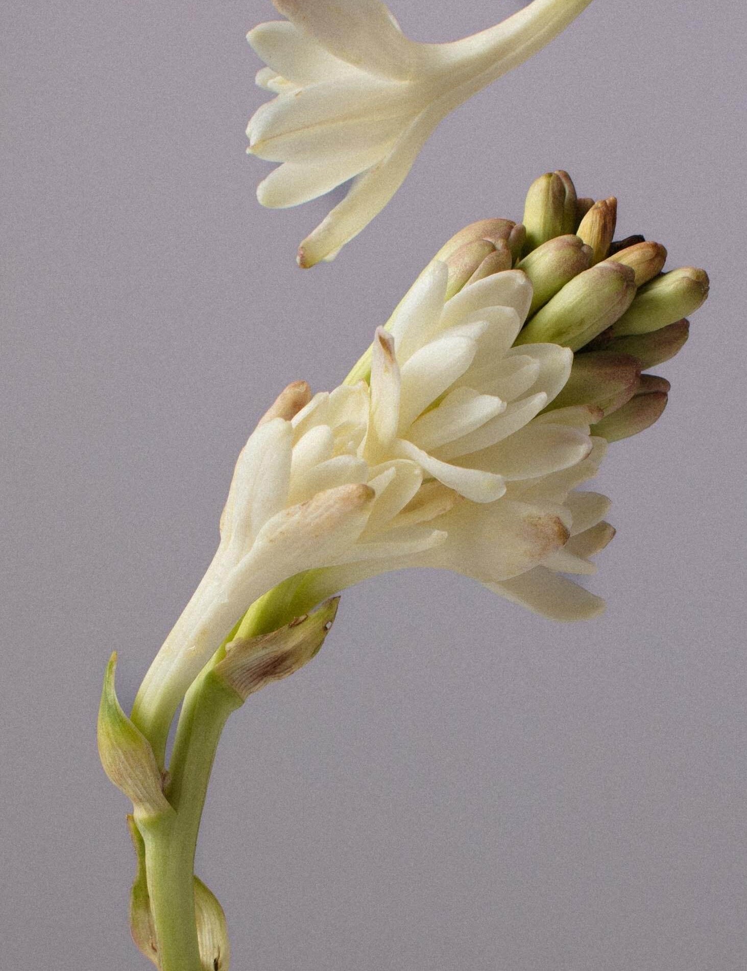 Tuberose