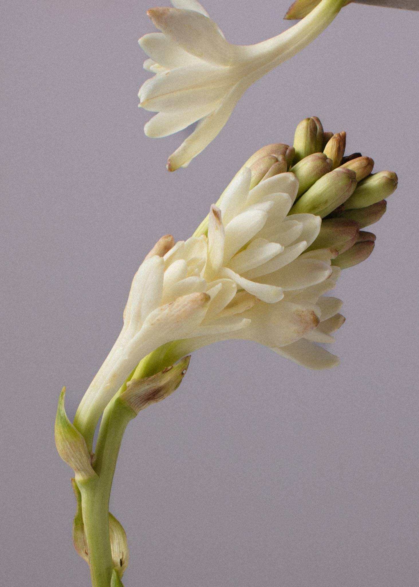 Tuberose